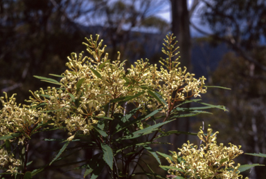 APII jpeg image of Lomatia myricoides  © contact APII