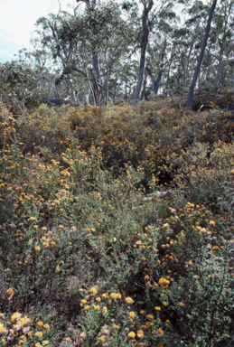 APII jpeg image of Oxylobium ellipticum  © contact APII