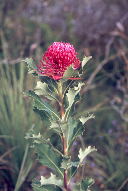 APII jpeg image of Telopea speciosissima  © contact APII