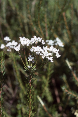 APII jpeg image of Conospermum ericifolium  © contact APII