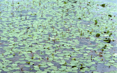 APII jpeg image of Potamogeton  © contact APII