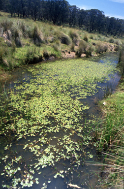 APII jpeg image of Potamogeton tricarinatus  © contact APII