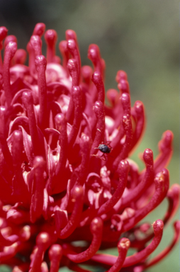 APII jpeg image of Telopea speciosissima  © contact APII