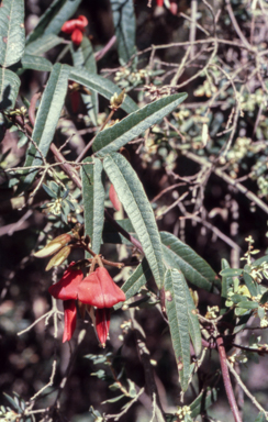 APII jpeg image of Kennedia rubicunda  © contact APII