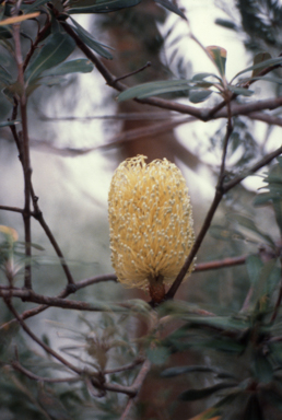 APII jpeg image of Banksia integrifolia  © contact APII