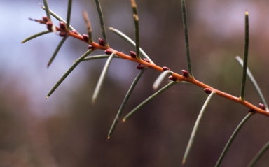 APII jpeg image of Hakea teretifolia  © contact APII