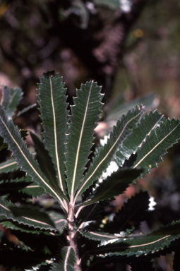 APII jpeg image of Banksia serrata  © contact APII