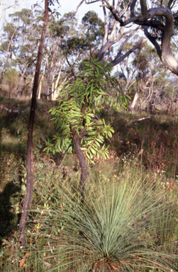 APII jpeg image of Persoonia levis  © contact APII