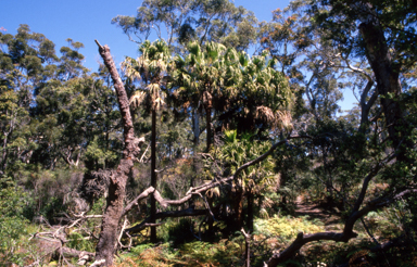 APII jpeg image of Livistona australis  © contact APII