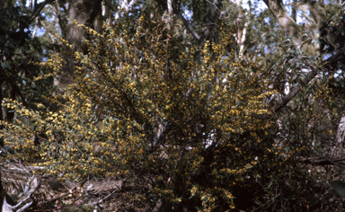 APII jpeg image of Daviesia mimosoides  © contact APII