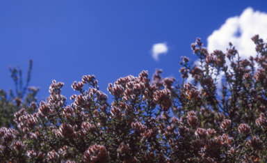 APII jpeg image of Oxylobium ellipticum  © contact APII