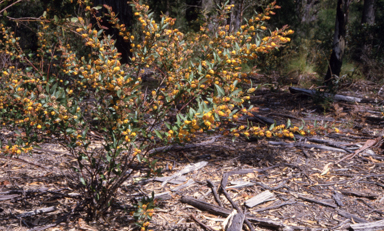 APII jpeg image of Daviesia  © contact APII