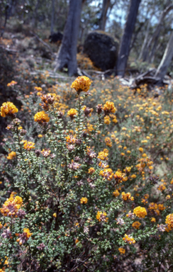 APII jpeg image of Oxylobium ellipticum  © contact APII