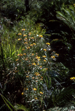 APII jpeg image of Pultenaea daphnoides  © contact APII