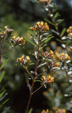 APII jpeg image of Pultenaea daphnoides  © contact APII