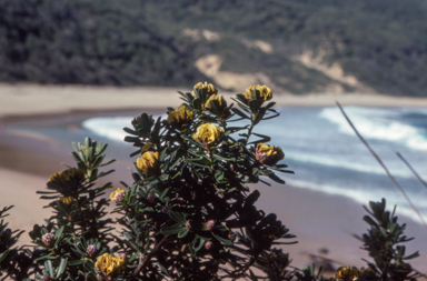 APII jpeg image of Pultenaea daphnoides  © contact APII