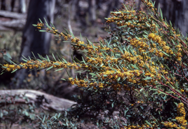APII jpeg image of Daviesia mimosoides  © contact APII