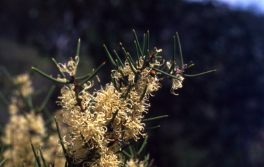 APII jpeg image of Hakea microcarpa  © contact APII