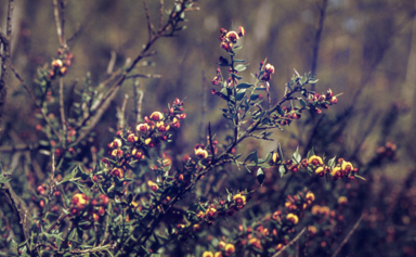 APII jpeg image of Daviesia ulicifolia  © contact APII