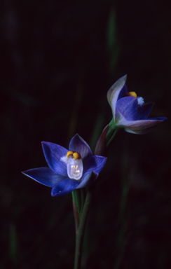 APII jpeg image of Thelymitra  © contact APII