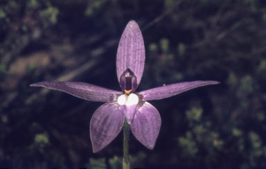 APII jpeg image of Glossodia major  © contact APII