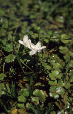 APII jpeg image of Montia australasica  © contact APII