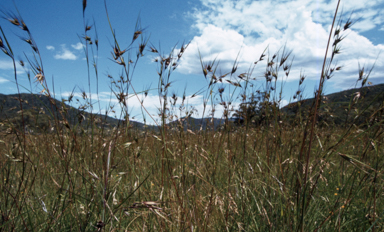 APII jpeg image of Themeda  © contact APII