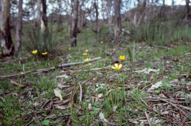 APII jpeg image of Ranunculus  © contact APII