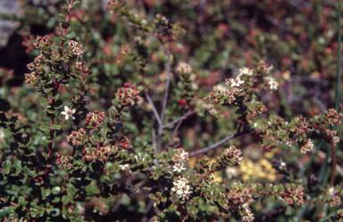 APII jpeg image of Phebalium  © contact APII