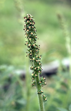 APII jpeg image of Acaena ovina  © contact APII