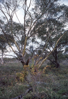 APII jpeg image of Rosa rubiginosa  © contact APII
