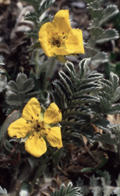 APII jpeg image of Argentina anserina  © contact APII