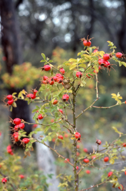 APII jpeg image of Rosa rubiginosa  © contact APII