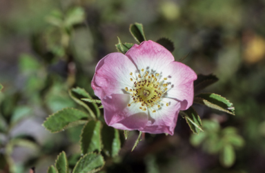 APII jpeg image of Rosa rubiginosa  © contact APII