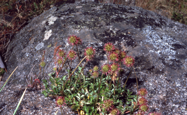 APII jpeg image of Acaena novae-zelandiae  © contact APII