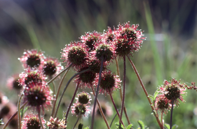 APII jpeg image of Acaena novae-zelandiae  © contact APII