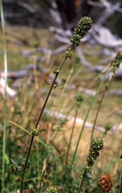 APII jpeg image of Acaena ovina  © contact APII