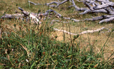 APII jpeg image of Acaena ovina  © contact APII