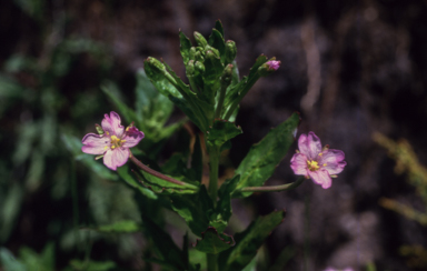 APII jpeg image of Epilobium gunnianum  © contact APII