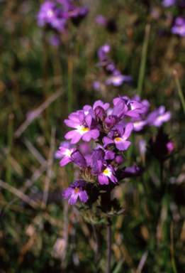 APII jpeg image of Euphrasia  © contact APII