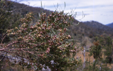 APII jpeg image of Dodonaea viscosa  © contact APII