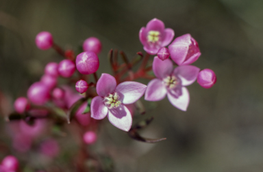 APII jpeg image of Boronia pinnata  © contact APII