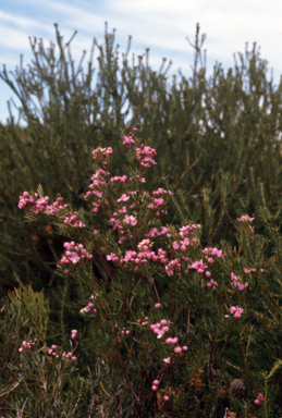 APII jpeg image of Boronia pinnata  © contact APII