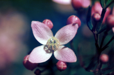 APII jpeg image of Boronia pinnata  © contact APII
