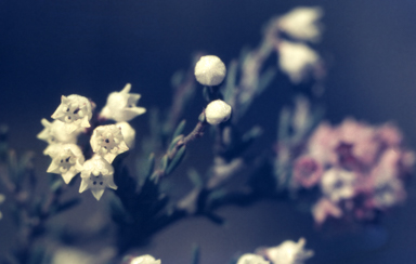 APII jpeg image of Cryptandra amara  © contact APII