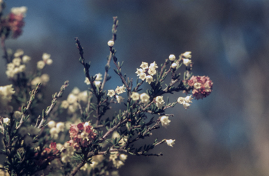 APII jpeg image of Cryptandra amara  © contact APII