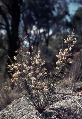 APII jpeg image of Cryptandra amara  © contact APII