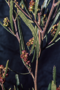 APII jpeg image of Dodonaea viscosa  © contact APII