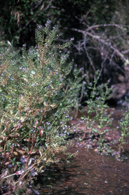 APII jpeg image of Veronica anagallis-aquatica  © contact APII