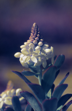 APII jpeg image of Stackhousia monogyna  © contact APII